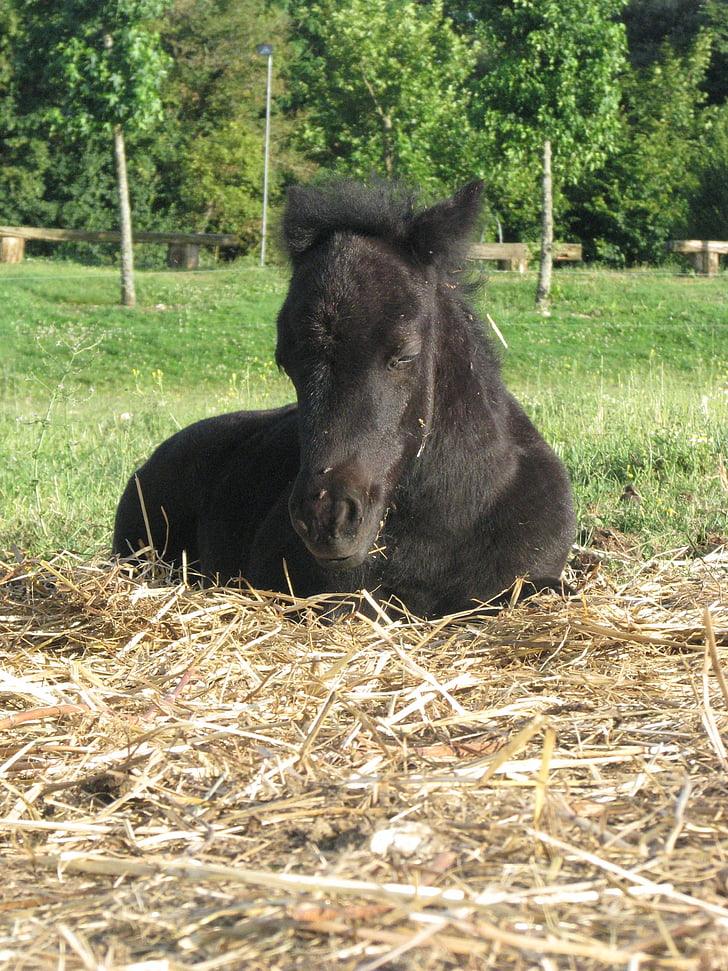 foal, filly, pony, ponette, petit, shetland, rest
