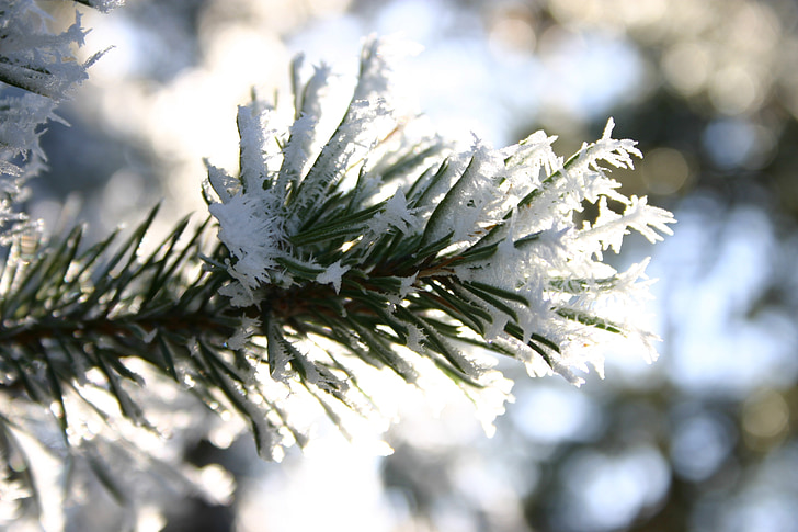 winter, frost, snow, barr, branch, solar