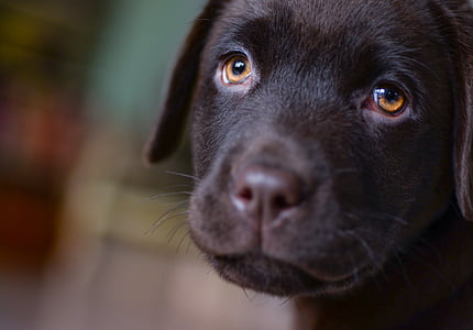 jonge, Labrador, puppy, bruin, hond, huisdier, dier