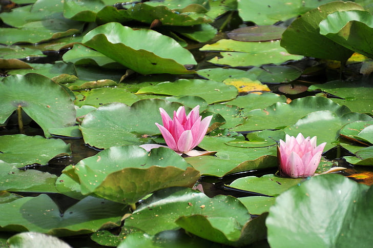 näckrosor, Lily pond, dammen, naturen, vattenlevande växter, sjön rose, Blossom
