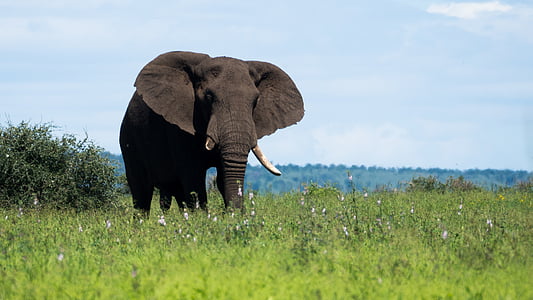 elephant, south africa, pride, grass, green, african bush elephant, safari