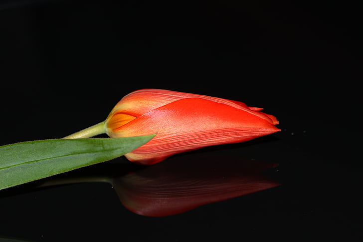 Tulip, flor, belleza, naturaleza, planta, primavera, color