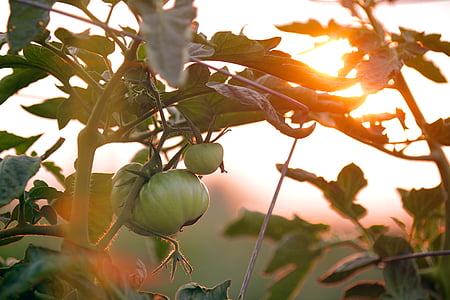Грин, лист, помидор, завод, питание, Растительная пища, зеленые помидоры