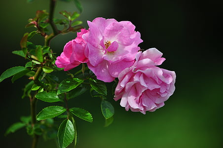 rosor, blommor, Rosa, naturen, trädgårdar, fredliga, Blossoms