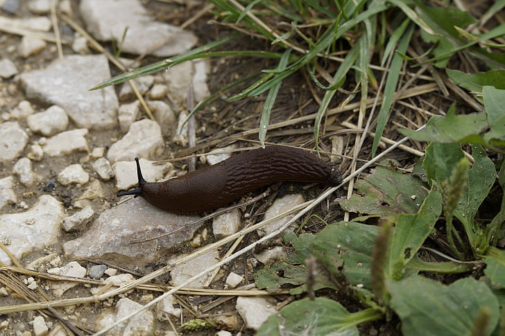 slug, snail, crawl, away, slowly, mollusk, brown