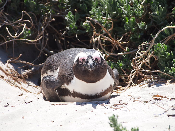 pingvīns, Dienvidāfrikas Republika, zvaigzne, pludmale, ūdens, putns, dzīvnieku