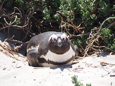 pingüí, Sud-àfrica, estrella, platja, l'aigua, ocell, animal