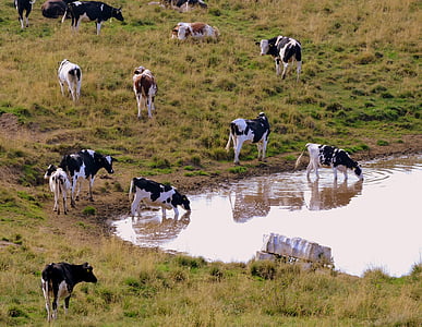 herd, drink, cow, pasture, prato, animals, bovino