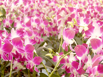 orquídia, flor, brillant, violeta, flora, creixement, decoració