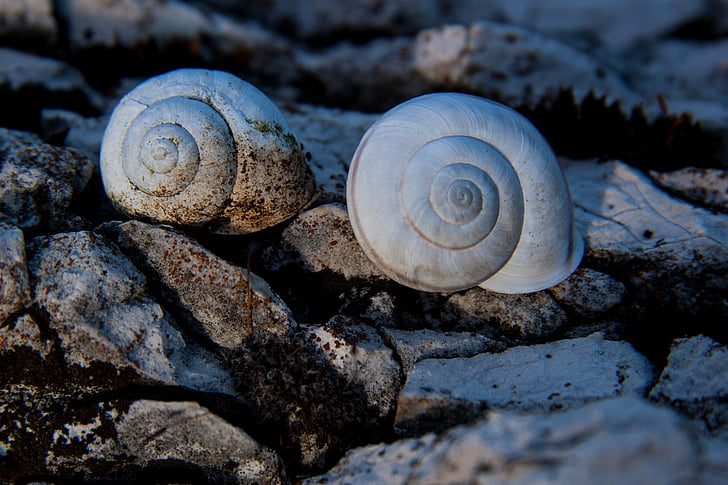 snails, snail shells, rock, marble, weathered, stone