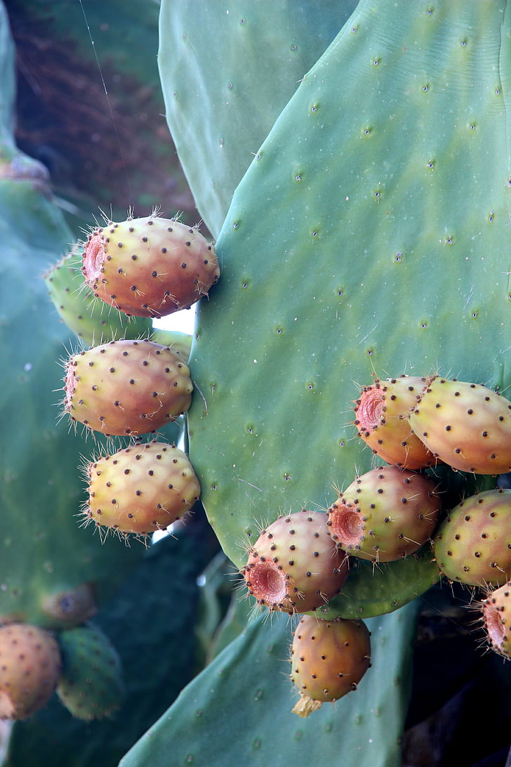 Cactus, prickly pear, plant, cactus bloemen, Cactusbloem, Wees