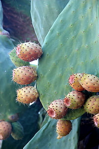 Cactus, fico d'India, pianta, fiori del cactus, fiore di cactus, puntato