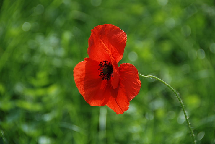 Poppy, merah, Tutup