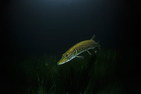 Pike, noční, pod vodou, potápění, ryby, plavání, jedno zvíře
