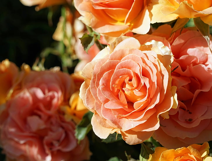 levantou-se, flor, flor, flor rosa, rosa com efeito de estufa, jardim, romântico