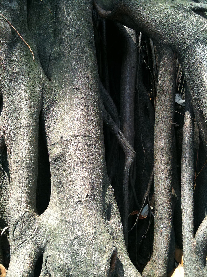 tronc, arbre, arbre vell, fusta, natura