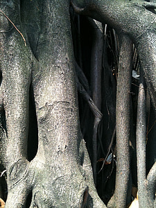 tronco, árbol, árbol viejo, madera, naturaleza
