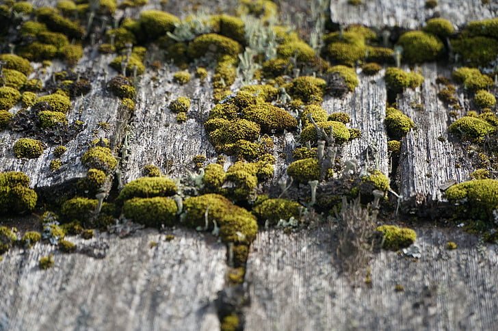 wood, weathered, moss, gray, surface, texture, plank