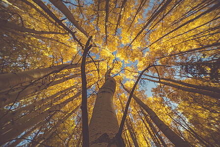 Příroda, stromy, Woods, Les, podzim, na podzim, cestování