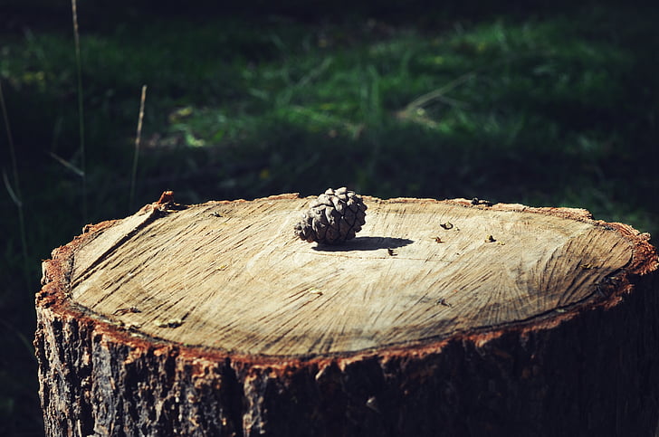tree stump, ring, time