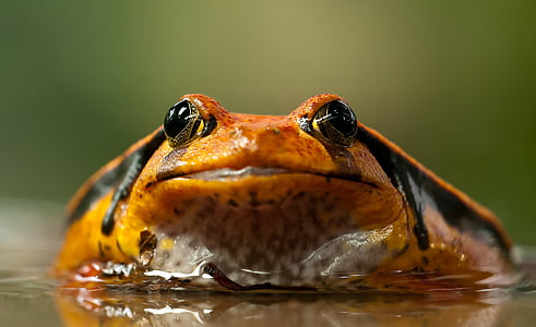 macro, shot, brown, body, water, Frog, Toad