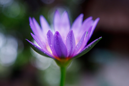 bunga, ungu, closeup