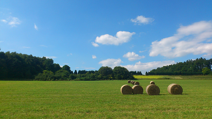 straw bales, agriculture, hay, hay bales, summer, dried grass, food