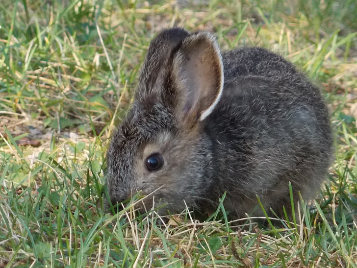 토끼, 동물, 토끼, 아기, 자연, 귀여운, 토끼-동물