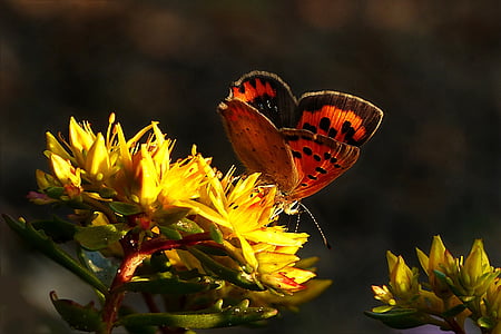животните, пеперуда, Ориндж, жълто цвете, насекоми, природата, пеперуда - насекоми