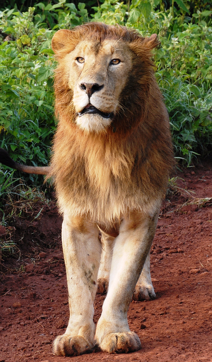 Лъв, котка на плячка, дива котка, дива котка, сафари, Африка, Танзания