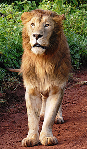 lõvi, kassi saagiks, metskass, metskass, Safari, Aafrika, Tansaania