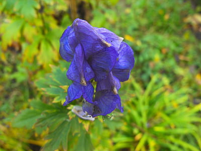 fleur, plante, nature, feuille, Purple