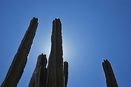 kaktus, zadní světlo, silueta, závod, modrá, poušť, krajina
