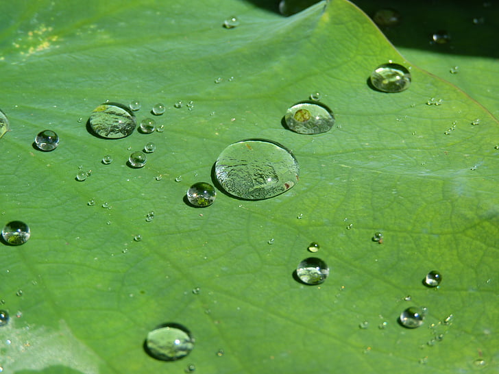 Efekt lotosu, kroplówki, wody, Struktura, kropla deszczu, przezroczyste, zroszony