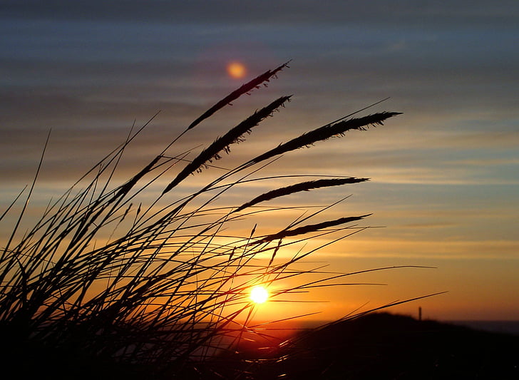 silhouette, plant, sky, sun, Grass, dune, sunset