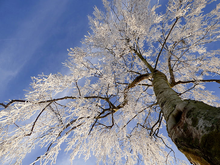 arbre, congelés, mûres, Zing, nature, paysage d’hiver, bleu