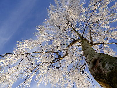 árvore, congelado, maduras, Zing, natureza, paisagem de inverno, azul