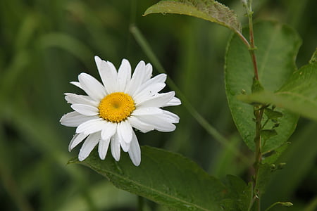 Daisy, kvet, letné, deň, list, detailné, Zelená