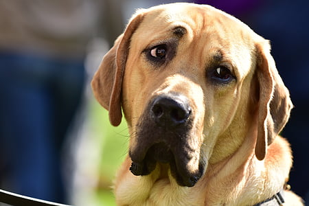 cão, canino, amarelo, Labrador, laboratório, doméstica, animal de estimação