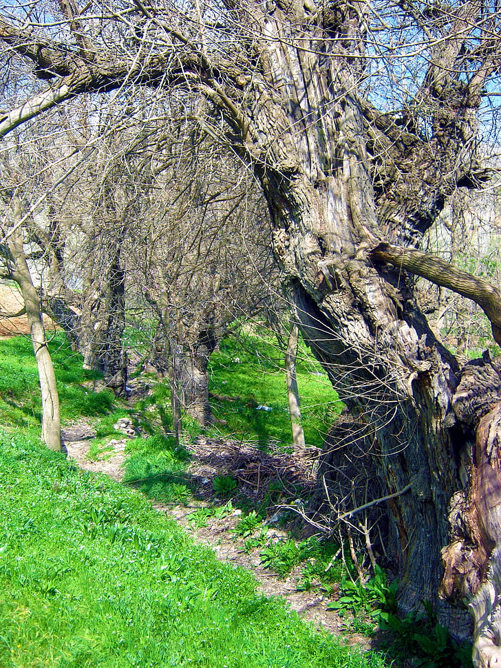 παλιά, δέντρο, βιολογικά, Γεωργία, σε εξωτερικούς χώρους, περιβάλλον, κορμός