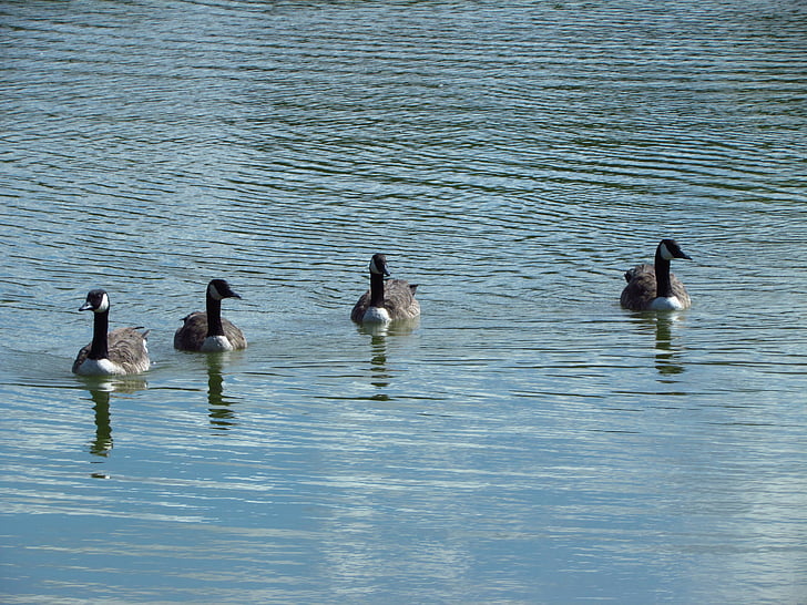 fugle, søen, natur, udendørs, Essex, Park, Wildlife