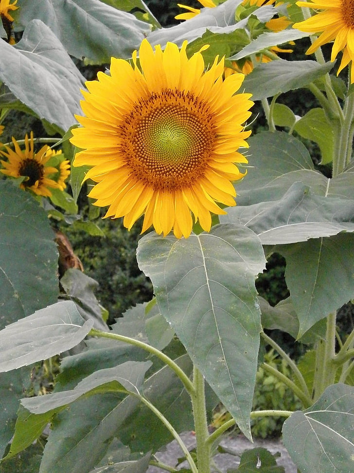 bunga matahari, bunga musim panas, bunga kuning