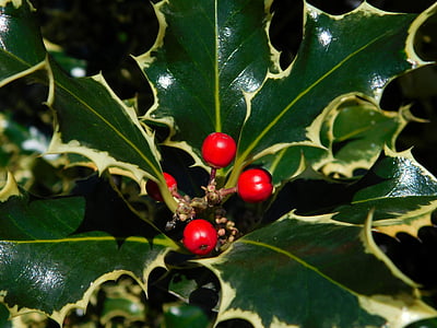 Berry, Holly, Flora, Gunung, hijau, merah, tanaman