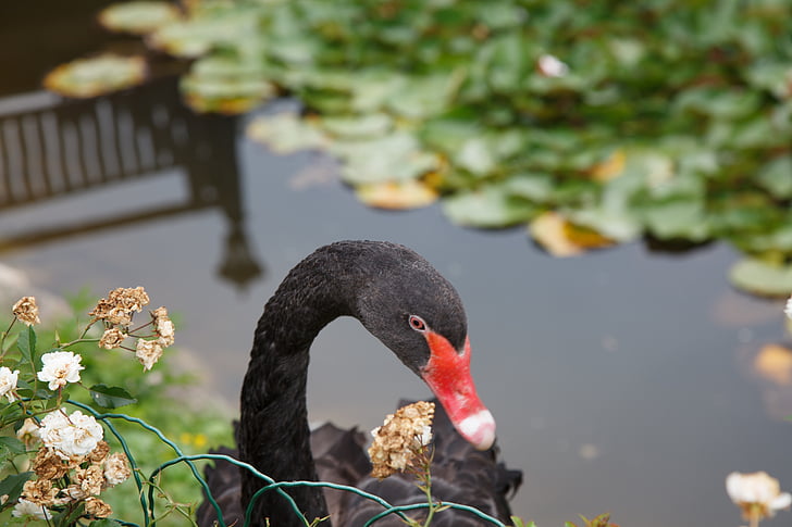 black swan, swan, animals