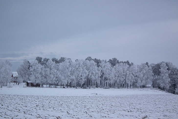 téli, fa, természet, tájak, Svédország, hó