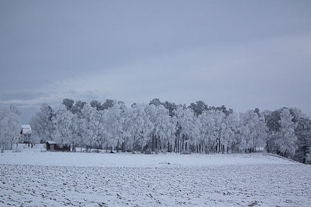 talvel, puu, loodus, maastikud, Rootsi, lumi