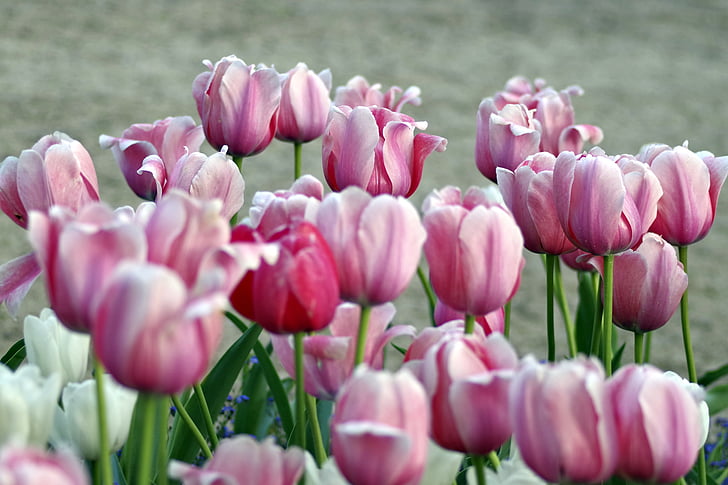 tulipes, violet, Rose, jardin, parterre de fleurs, printemps, fleurs