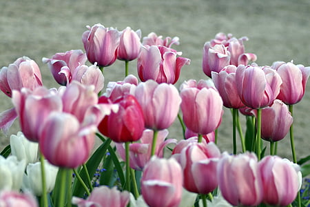 Tulipani, viola, rosa, giardino, aiuola, primavera, fiori