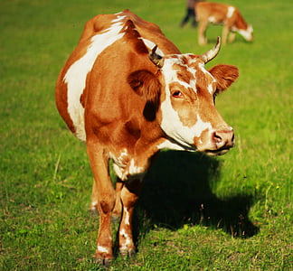 dyr, ko, gul kvæg, græsarealer, spadseretur, landskab, græsning