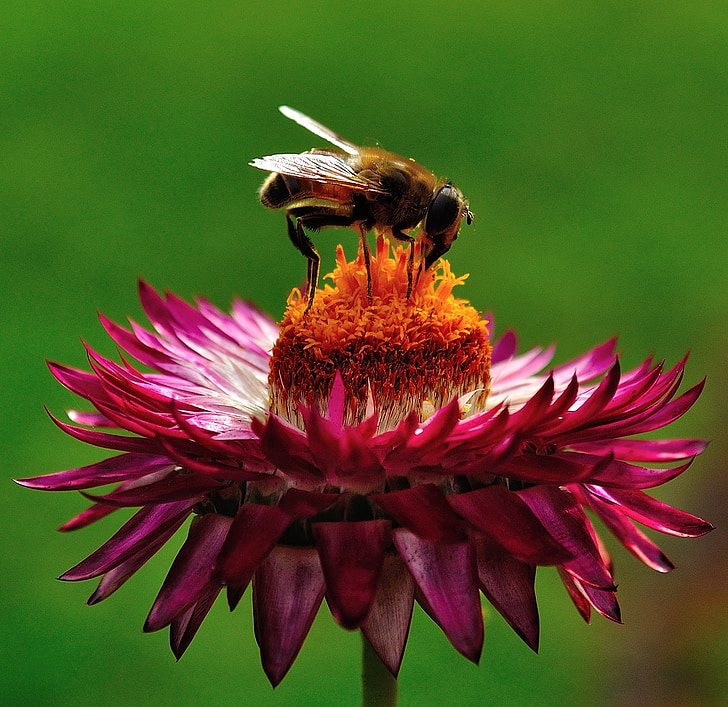 Bee, pollen, pollinering, blomst, lilla, natur, blomster